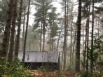 Through the trees Through the trees